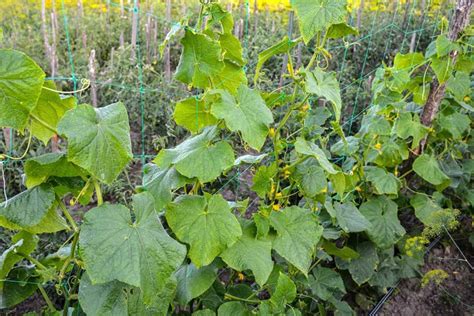 Infografika znázorňujúca spon výsadby uhoriek pri horizontálnom a vertikálnom pestovaní