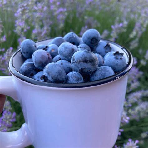 Ilustračné foto čučoriedky odrody Chandler