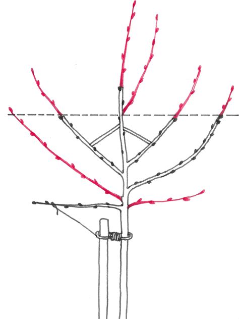 Ilustrácia správneho rezu konára na konárový krúžok