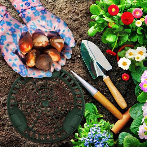 infografika s detailným návodom na výsadbu cibuliek narcisov