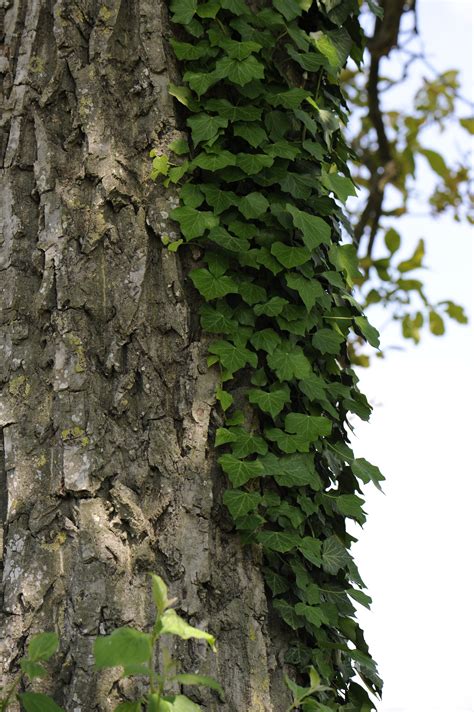 Brečtan obrastajúci strom bez poškodenia kmeňa