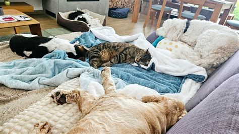 Fotografia rodinného hospodárstva alebo polí s cesnakom