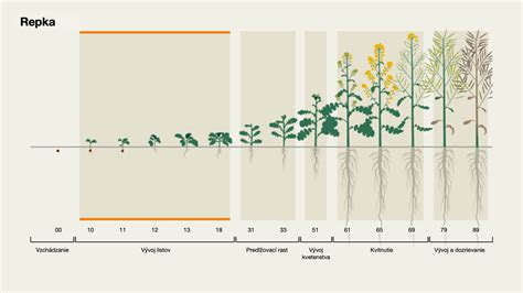 Infografika: Harmonogram hnojenia a ochrany tritikale počas vegetačného obdobia