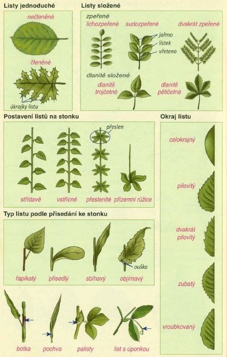 Ilustrácia optimálneho štádia na odstrihnutie stočenej kvetnej stonky