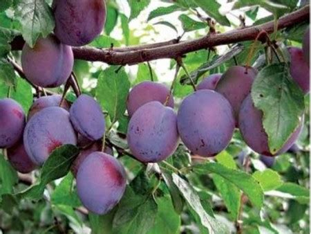 Ilustračné foto rôznych odrôd sliviek s označením ich farby a veľkosti.