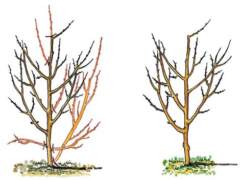 Schéma znázorňujúca proces opeľovania slivkových stromov.