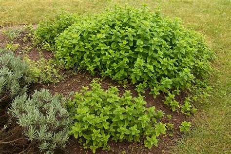 Schéma biotopu mäty v prírode pri brehoch potokov