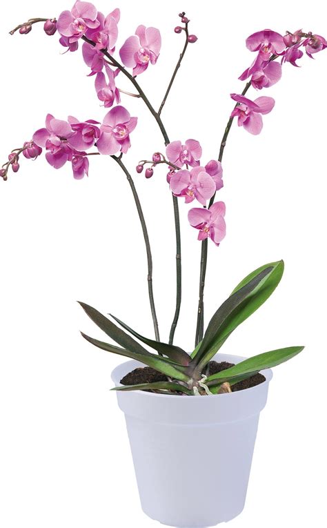 Infografika: Správny výber substrátu a drenáže pre kvetináč s mätou