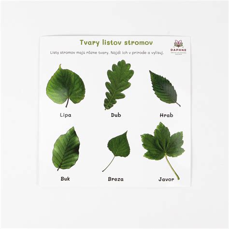 Detail listov okrasného brestu.