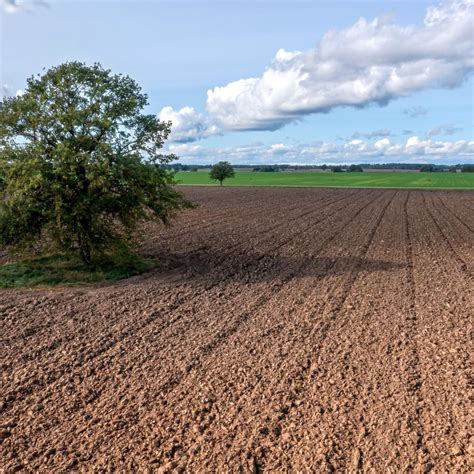 Porovnanie mulčovanej a nemulčovanej pôdy počas sucha