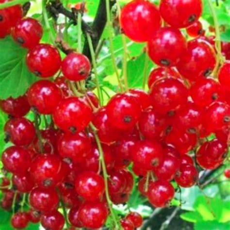 Zrelé červené ríbezle v trse na kríku