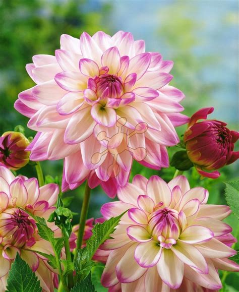 Infografika so znázornením správnej hĺbky a orientácie hľuzy georgíny pri výsadbe