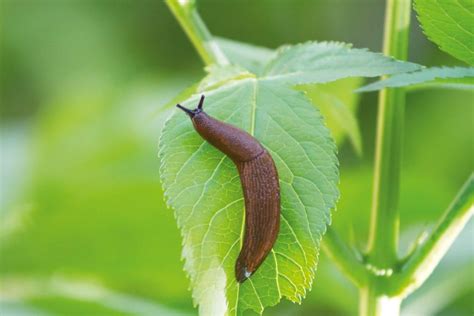 Ilustrácia bežných škodcov na georgínach (vošky, slimáky)