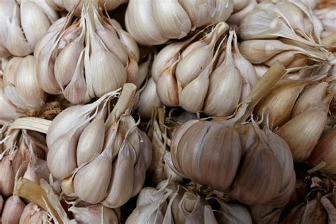 Ilustrácia zdravej sadby cesnaku s popiskom 