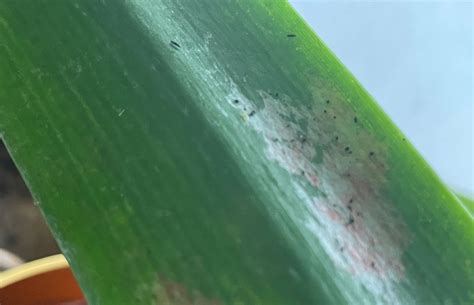 Ilustrácia bežných škodcov cesnaku (fúzavka, strapky) s popisom.