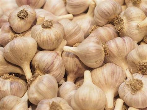 Foto cesnaku rozloženého na sušenie na vzdušnom mieste.