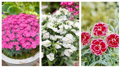 Ilustračná fotografia rôznych druhov klinčekov v záhrade