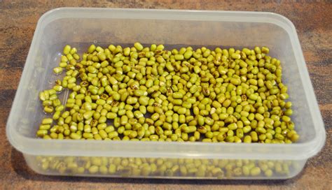 Infografika s nutričnými hodnotami fazule mungo.