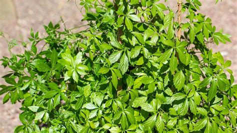 Detailný pohľad na päťpočetné listy jiaogulanu (Gynostemma pentaphyllum) rastúceho na opore