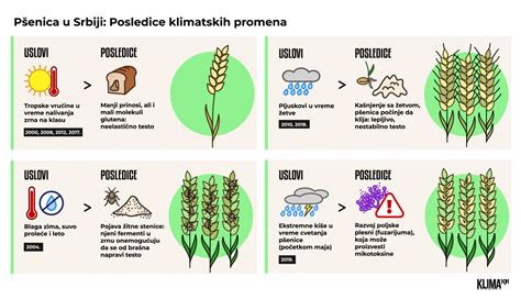 infografika znázorňujúca štruktúru zrna pšenice a miesta napadnutia tvrdým sneťom