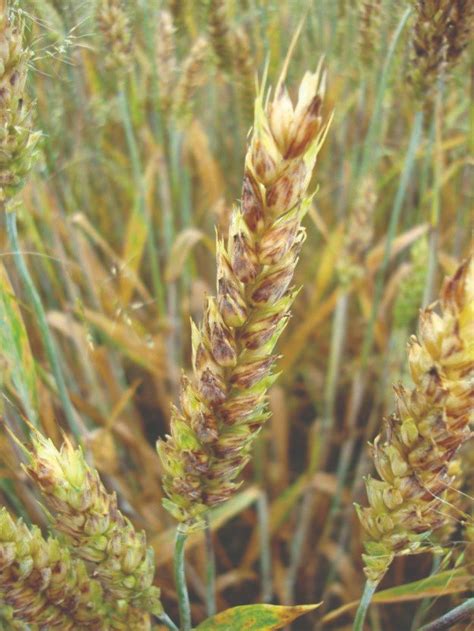 ilustrácia klasu pšenice napadnutého sneťom hlavy, s viditeľnou čiernou masou chlamydospór