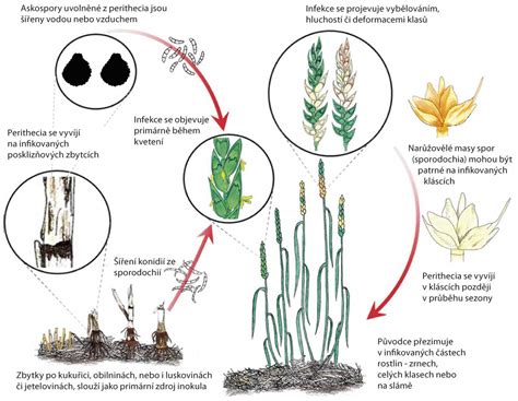 schéma procesu morenia osiva pšenice