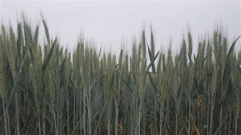 fotografia porastu pšenice napadnutého plesňou snežnou