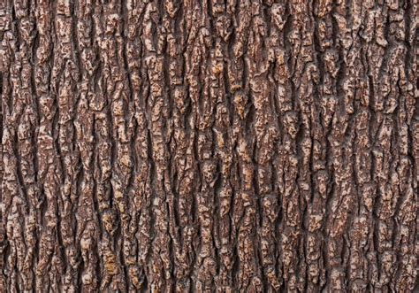 Detailná fotografia textúry kôry stromu so sivastým nádychom