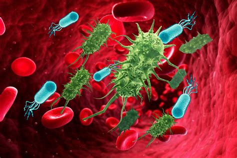 Infografika: Kľúčové baktérie v pôde a ich funkcie