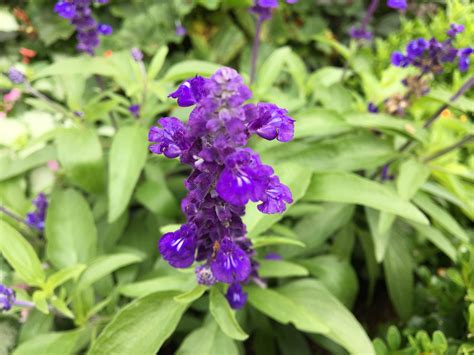 Detailný záber na listy a kvety šalvie lekárskej v záhone