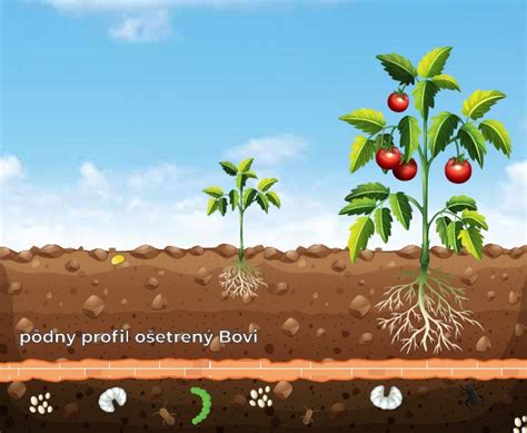 Schéma výsadby brusníc: pôdny profil s drenážnou vrstvou a kyslým substrátom