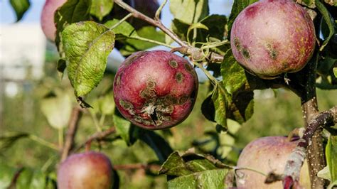 ilustračné foto jablone napadnuté chrastavitosťou a múčnatkou