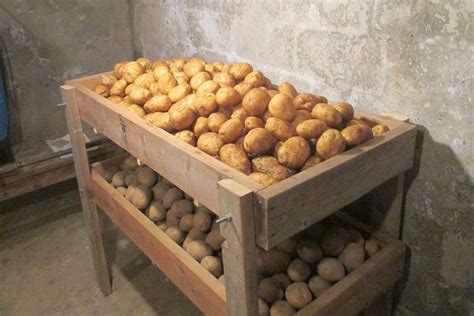 Ilustrácia správneho skladovania zemiakov
