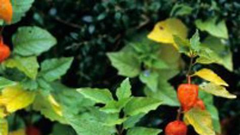 Zrelé plody machovky peruánskej v ich charakteristických 