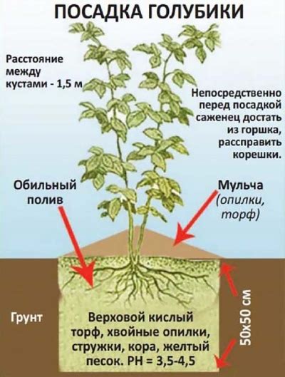 Schéma znázorňujúca optimálne zloženie pôdy a rozmiestnenie hnojiva okolo koreňového systému hortenzie