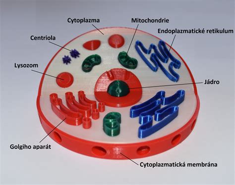 Schéma eukaryotickej bunky s jadrom a membránovými organelami