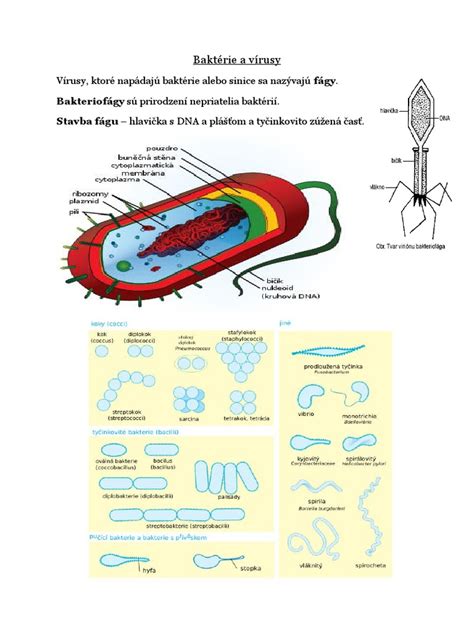 Ilustrácia endosymbiotickej teórie s pohltením baktérie