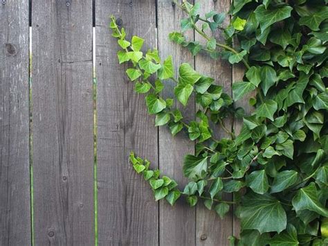 Koláž rôznych druhov a kultivarov brečtanu, ukazujúca rozmanitosť listov