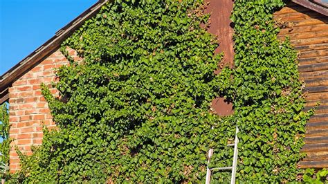 Fotografia zelenej fasády pokrytej brečtanom, alebo brečtanu ako pôdopokryvnej rastliny
