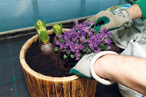 záhradník presádza trvalku s koreňovým balom