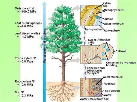 Schéma mechanizmu účinku glyfosátu v rastline: systémový herbicíd prijímaný listami a transportovaný do koreňového systému.