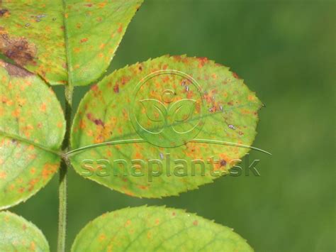 Detail hrdze na liste muchovníka