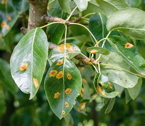 Príznaky napadnutia škodcami na listoch muchovníka