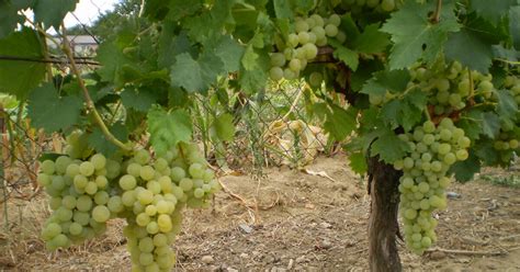 Ilustrácia rôznych typov hrozna, porovnávajúca stolové a lisované odrody.