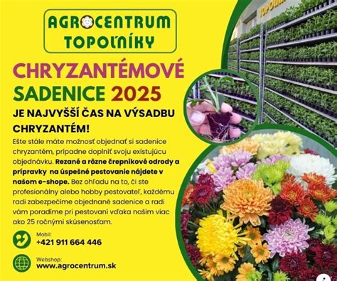 Návod na výsadbu chryzantém: schéma rozostupov a hĺbky