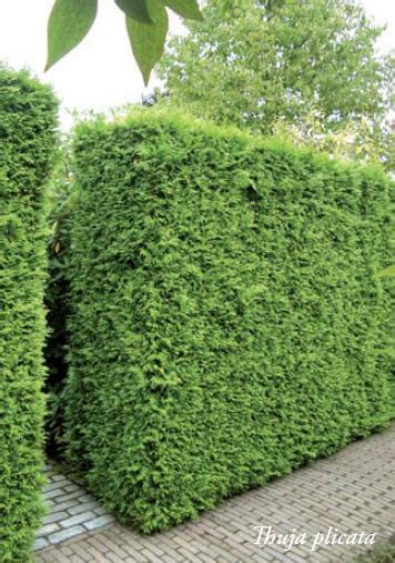 Porovnanie listov a šišiek tuje západnej, tuje východnej a cyprušteka Lawsonovho