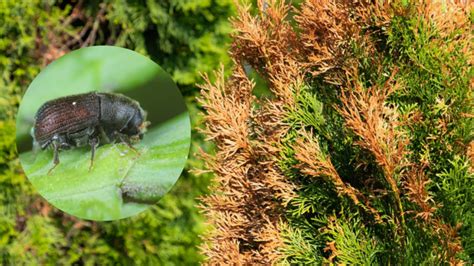 Detail lariev lykokaza borievkového pod kôrou
