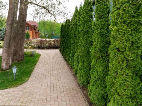 Živý plot z tuje Smaragd so sviežo zelenou farbou