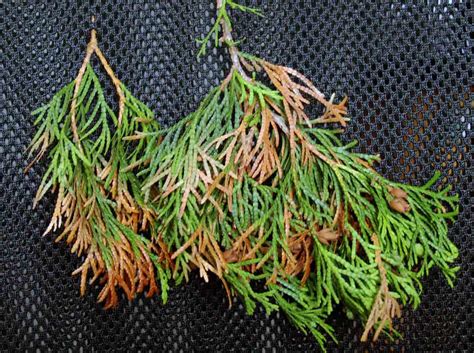 Fotografia ihličia tuje napadnutého hubou Kabatina thujae s viditeľnými príznakmi