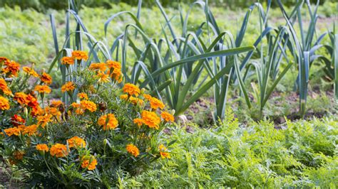 fotografia jedlého šalátu s kvetmi aksamietnice